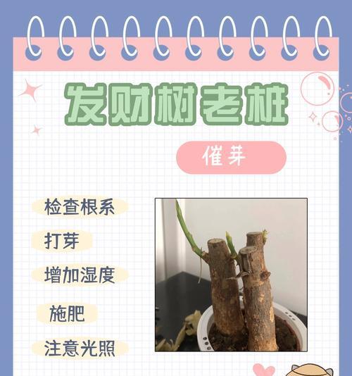 发财树树干发芽的秘诀是什么？