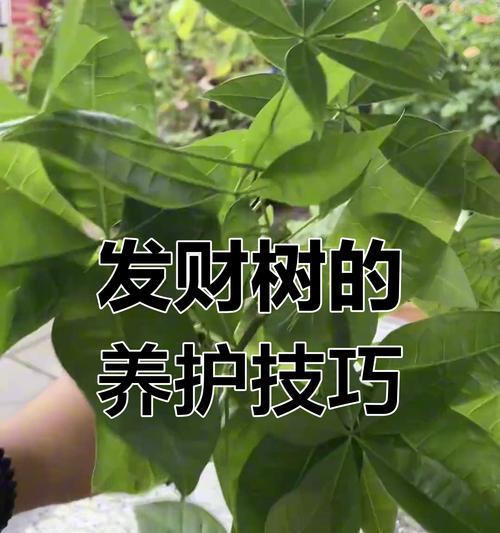 发财树树干发芽的秘诀是什么？