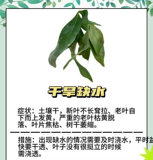 发财树树干发芽的秘诀是什么？