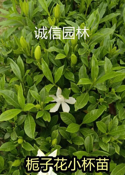 水栀子品种的花语是什么？水栀子品种的种植技巧有哪些？
