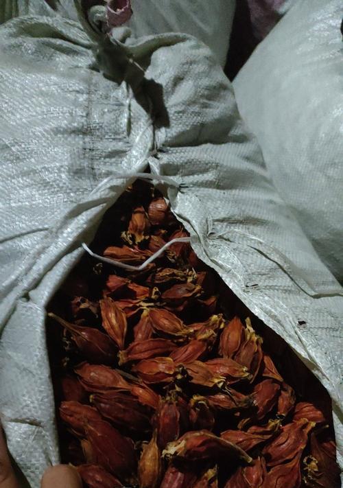 水栀子品种的花语是什么？水栀子品种的种植技巧有哪些？