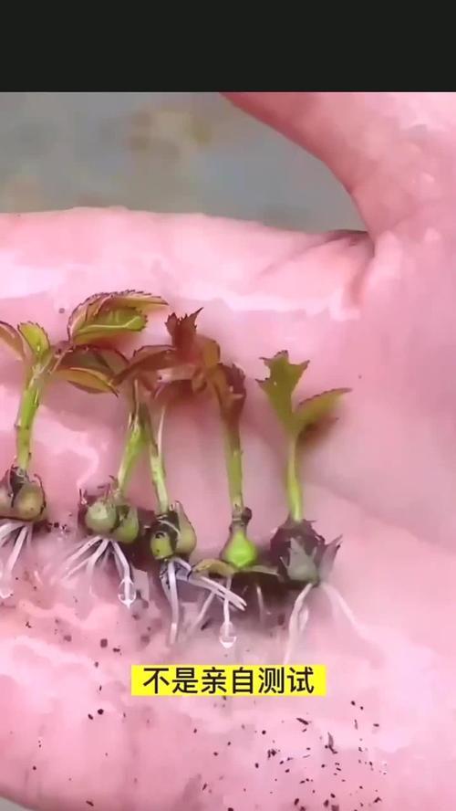 蔷薇花扦插步骤详解？怎样保证成活？
