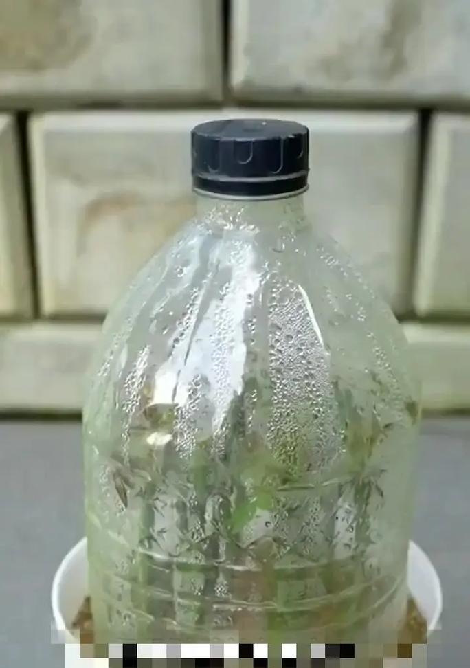 蔷薇花扦插步骤详解？怎样保证成活？