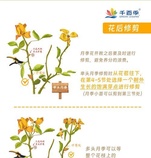 蔷薇花扦插步骤详解？怎样保证成活？