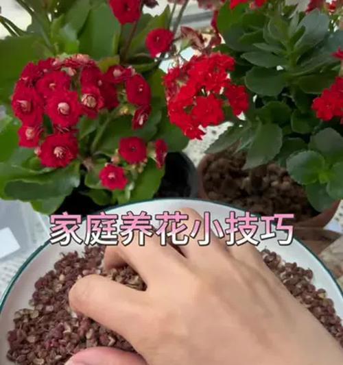 楼房养花秘籍：楼房中如何有效种植花卉？