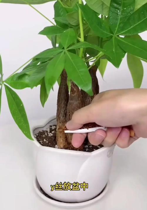 楼房养花秘籍：楼房中如何有效种植花卉？