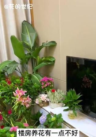 楼房养花秘籍：楼房中如何有效种植花卉？