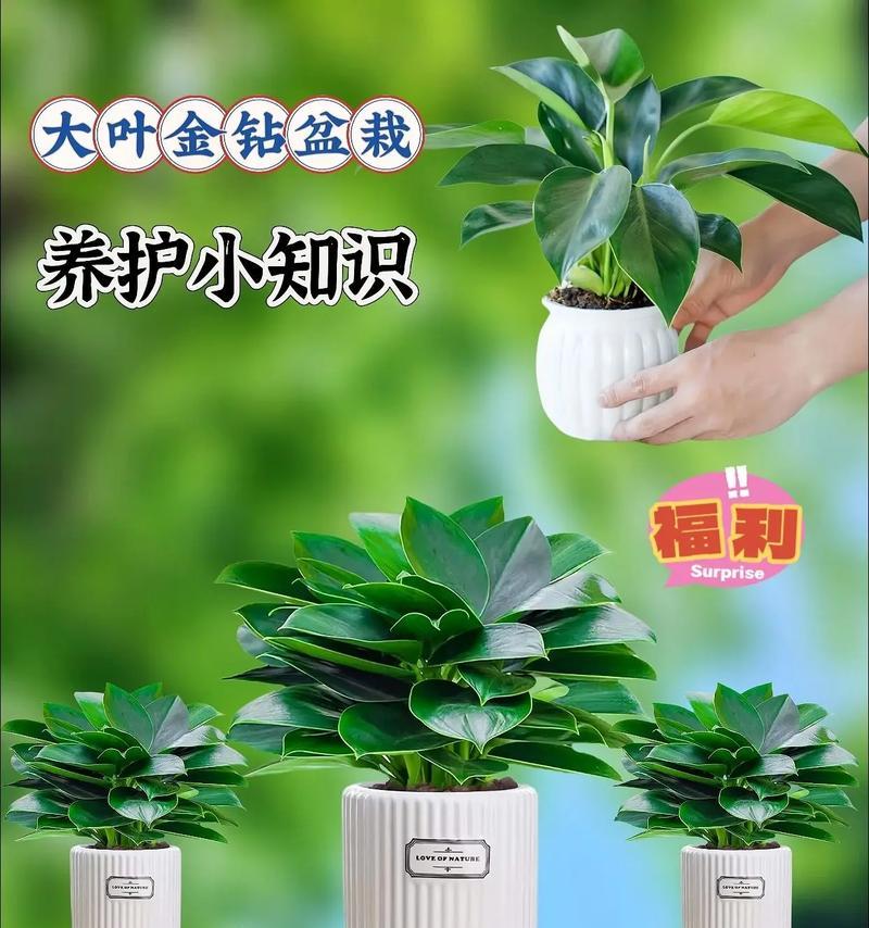 金钻在冬天的养护技巧有哪些？