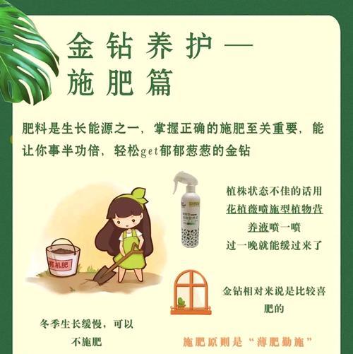金钻在冬天的养护技巧有哪些？