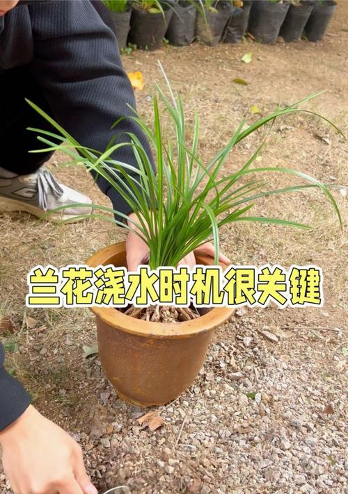 盆景分株的最佳时机是什么时候？步骤是怎样的？