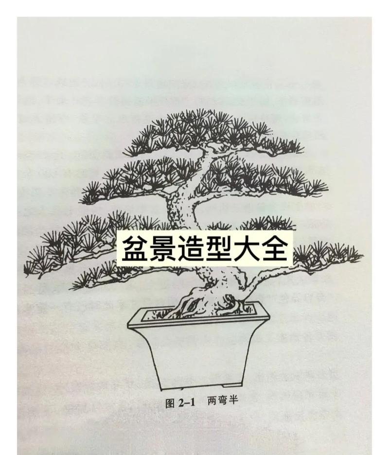盆景分株的最佳时机是什么时候？步骤是怎样的？