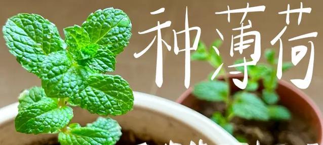 薄荷栽培的要点和注意事项？
