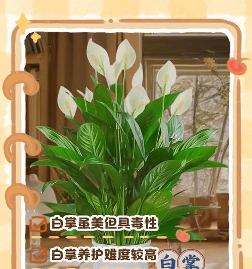 白掌换盆的最佳时机是什么时候？