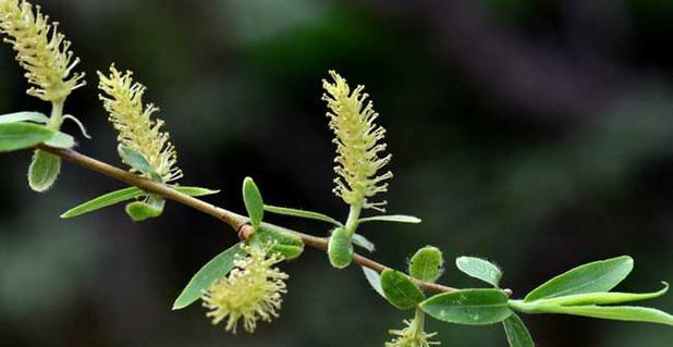 柳树开花吗？柳树的繁殖和养护方法是什么？