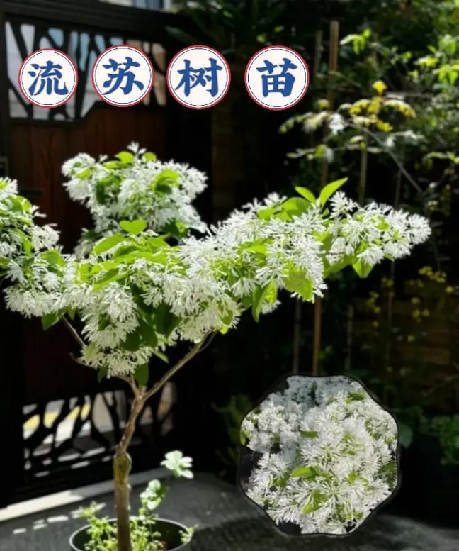 柳树开花吗？柳树的繁殖和养护方法是什么？