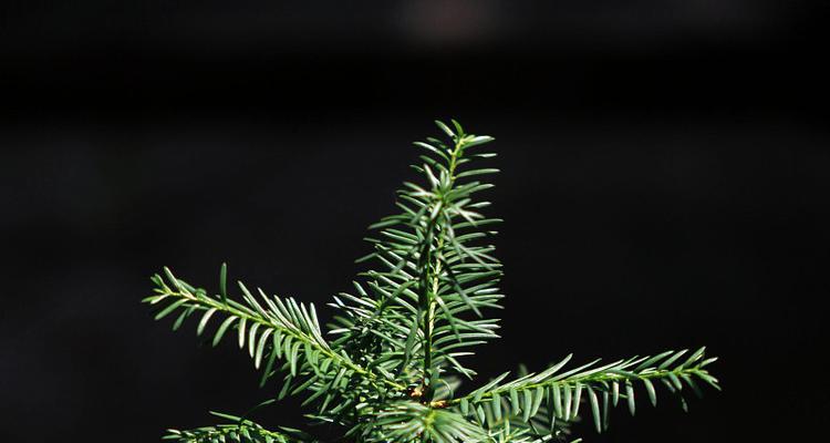 红豆杉盆栽种植方法是什么？如何保证其生长？