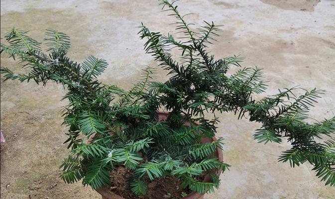 红豆杉盆栽种植方法是什么？如何保证其生长？