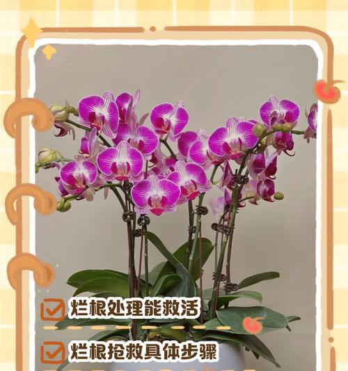 蝴蝶兰烂根的解决措施是什么？