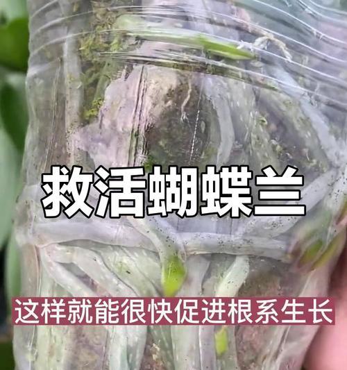 蝴蝶兰烂根的解决措施是什么？