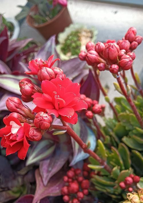 花有哪些品种？花品种介绍方法是什么？