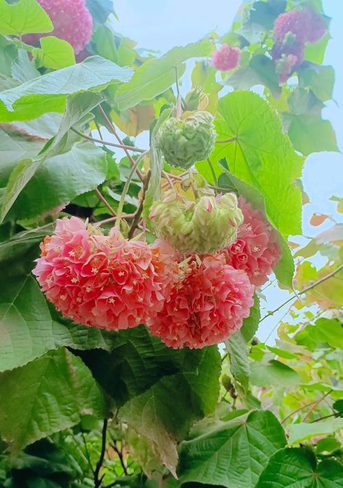 花有哪些品种？花品种介绍方法是什么？