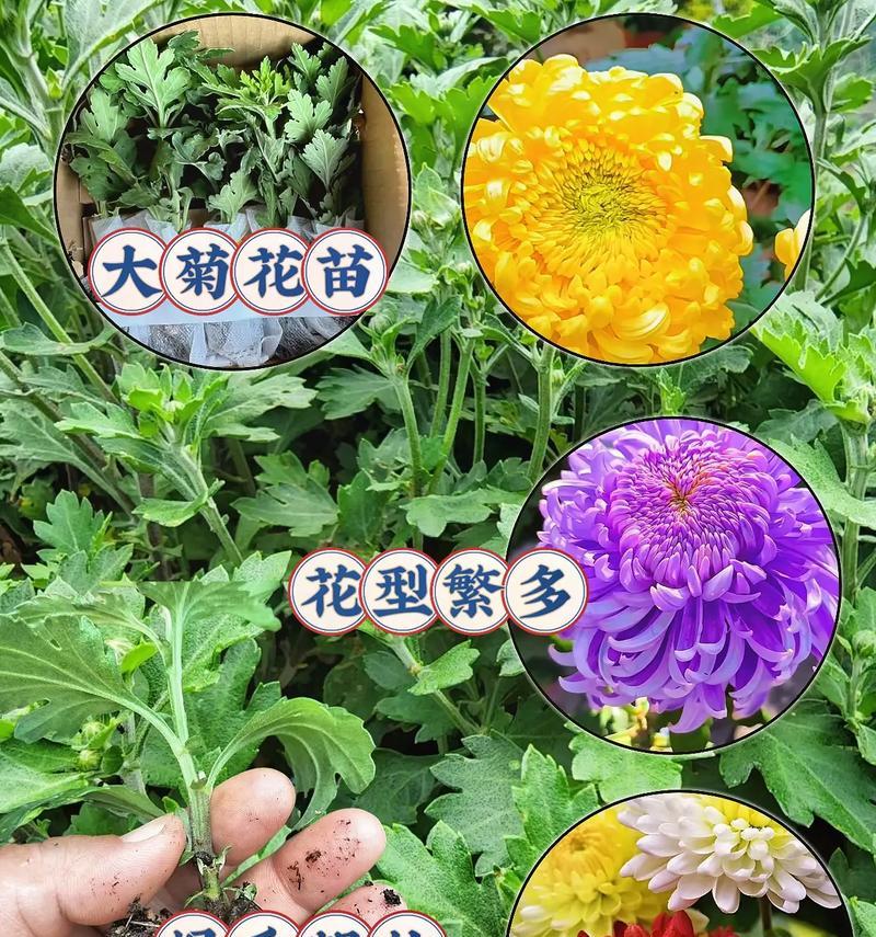 花有哪些品种？花品种介绍方法是什么？