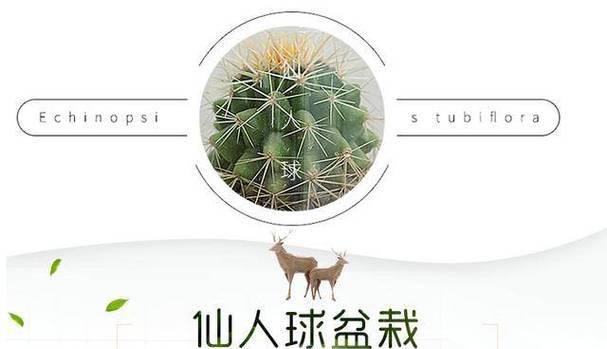 仙人球种植技巧是什么？如何确保仙人球健康成长？