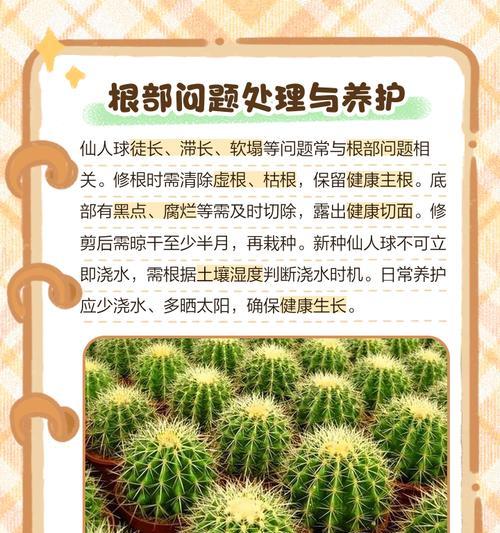 仙人球种植技巧是什么？如何确保仙人球健康成长？