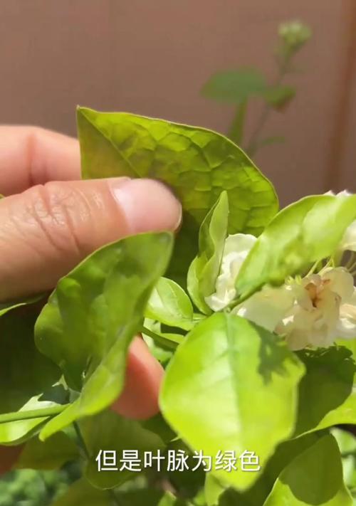 茉莉花叶子发黄是什么原因？如何有效解决？