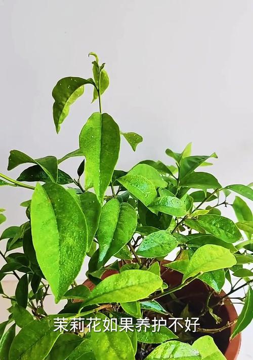 茉莉花叶子发黄是什么原因？如何有效解决？
