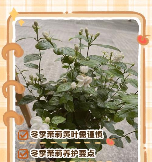 茉莉花叶子发黄是什么原因？如何有效解决？