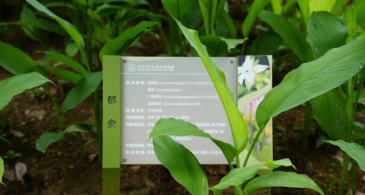 郁金香有多少种品种？如何区分郁金香的品种？