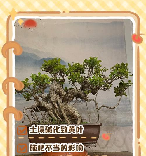 榕树盆景制作步骤是什么？