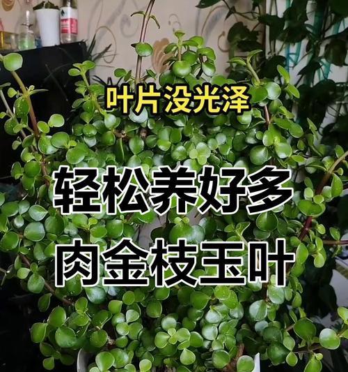 金枝玉叶的养护技巧是什么？