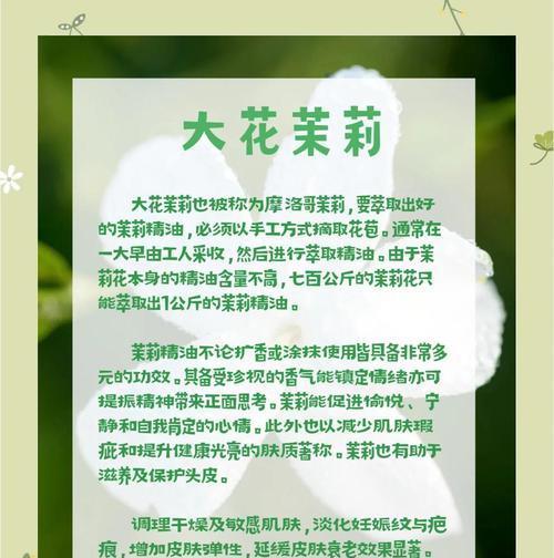 大叶茉莉的正确养护技巧有哪些？