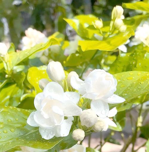 春季开花的花卉有哪些？春季花卉的选购和养护指南？