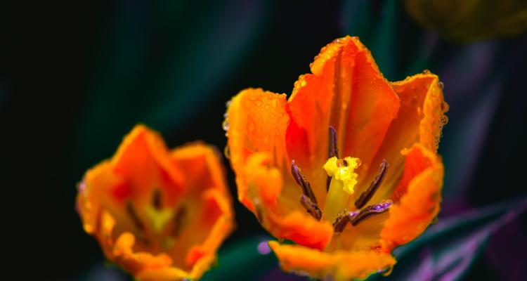 春季开花的花卉有哪些？春季花卉的选购和养护指南？