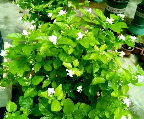 春季开花的花卉有哪些？春季花卉的选购和养护指南？