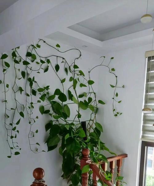 绿萝下垂是什么原因？如何让它恢复挺拔？