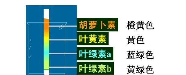 萝卜叶子发黄的解决方法有哪些？
