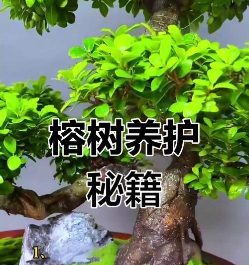 榕树养殖的要点是什么？榕树如何修剪和管理？