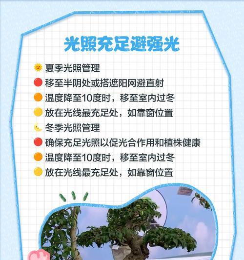 榕树养殖的要点是什么？榕树如何修剪和管理？