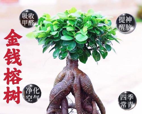 榕树养殖的要点是什么？榕树如何修剪和管理？