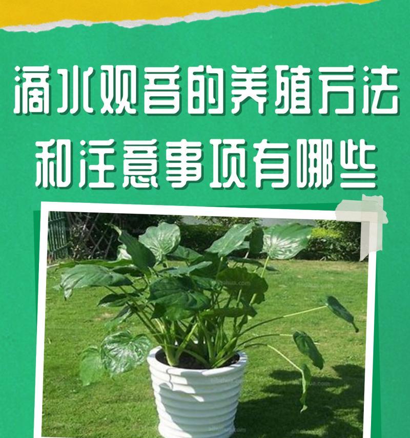 滴水观音叶子发黄的原因及处理方法是什么？
