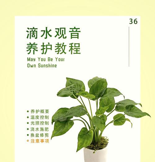 滴水观音叶子发黄的原因及处理方法是什么？