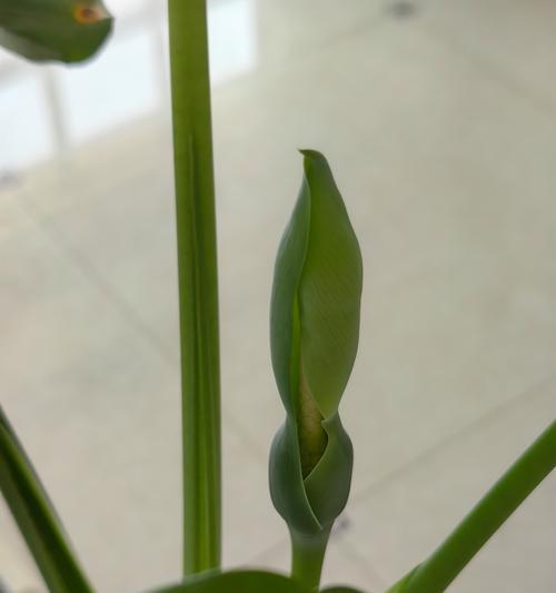 滴水观音叶子发黄的原因及处理方法是什么？