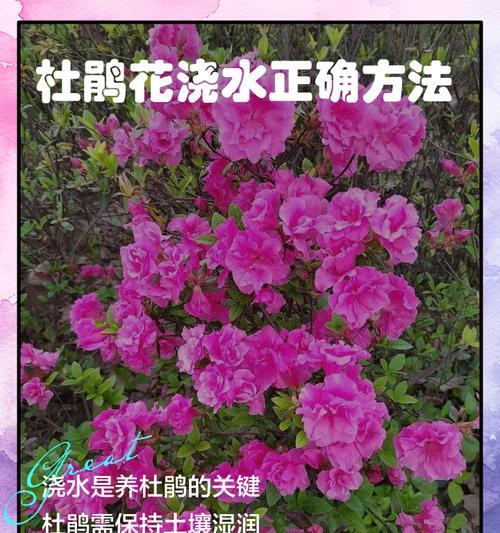 夏天植物浇水方法是什么？夏天给植物浇水需要注意什么？