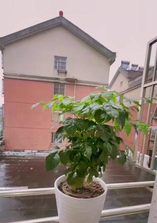 幸福树的花语有哪些含义？