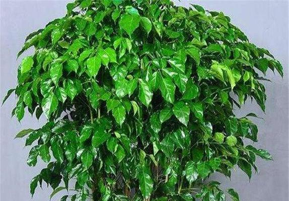 幸福树的花语有哪些含义？