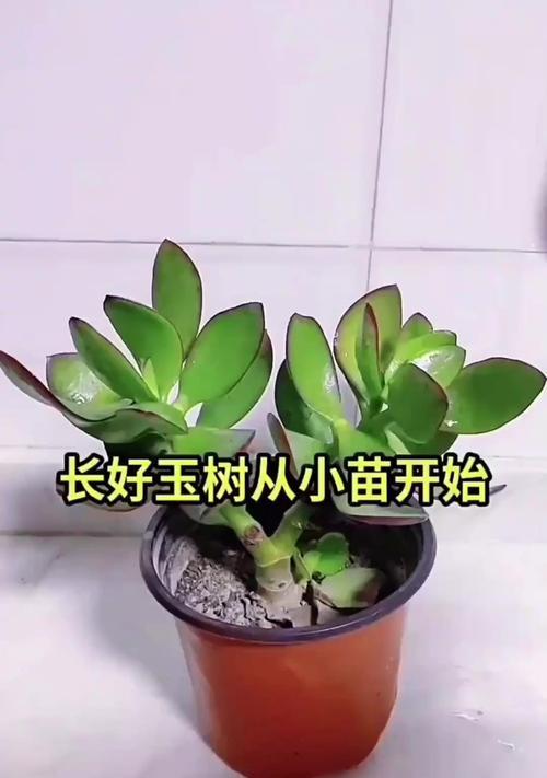 玉兰树修剪的注意事项有哪些？